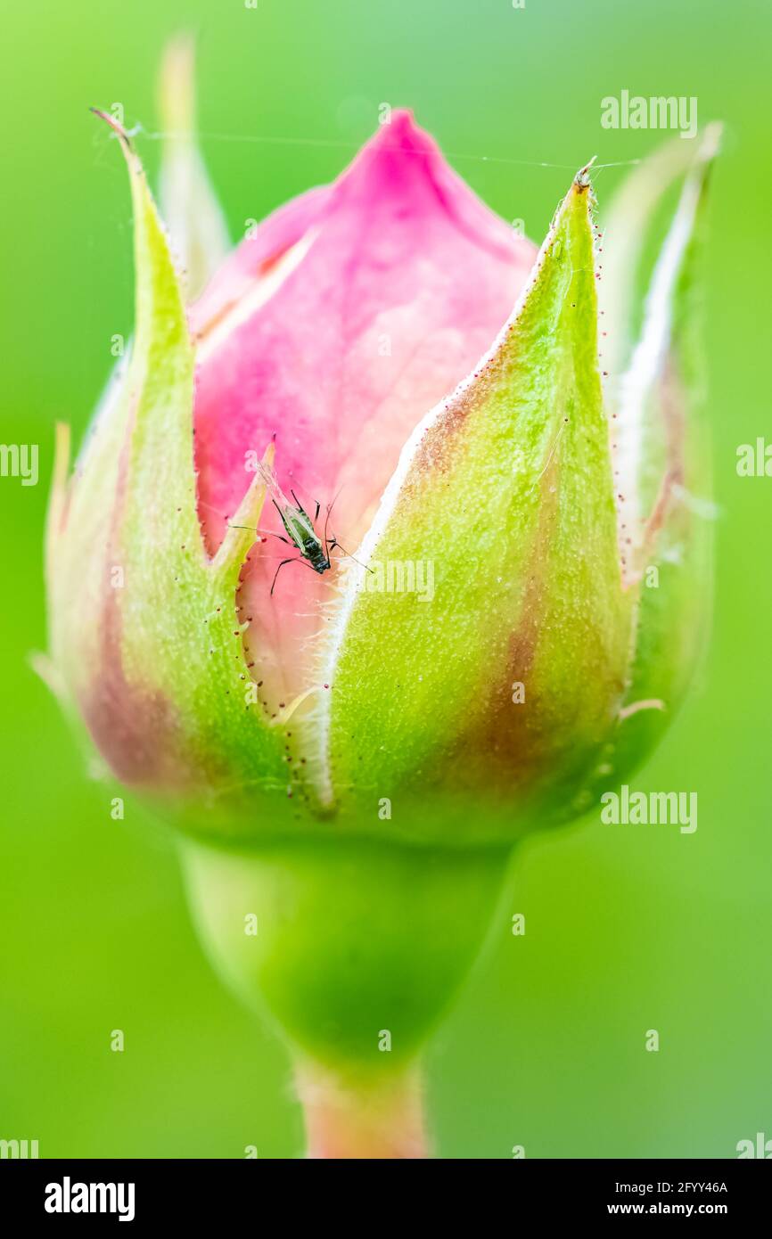 Eine Blattlaus, die den saft eines Blattes frisst Eine Rosenbusch Stockfoto