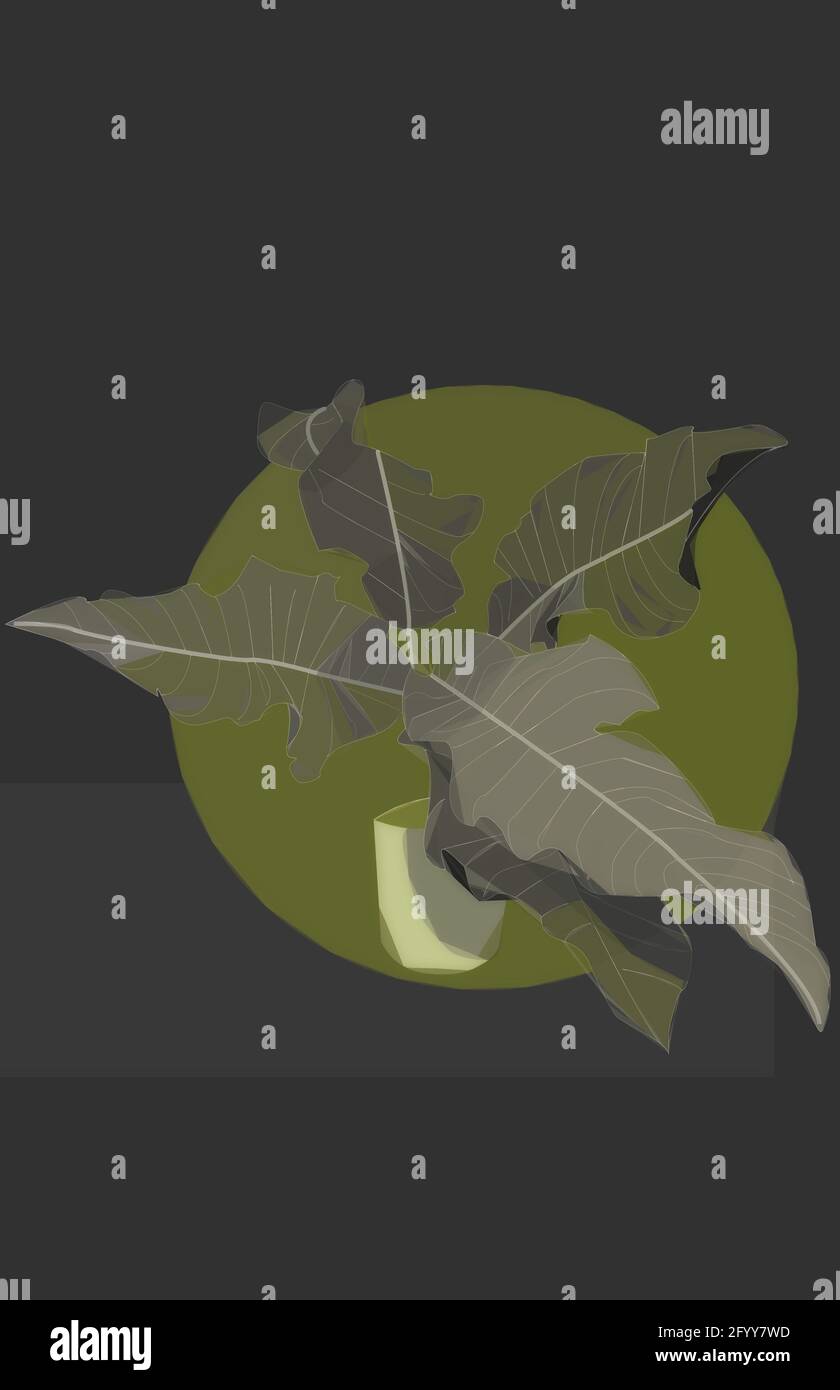 Tabacon (anthurium upalaense), Pflanze über Grün Stockfoto