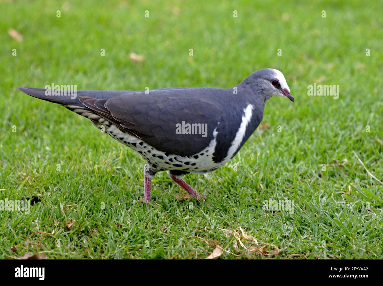 Wonga Pigeon (Leucosarcia melanoleuca) Erwachsener beim Spazierengehen auf dem Gras Lamington NP, Queensland, Australien Februar Stockfoto