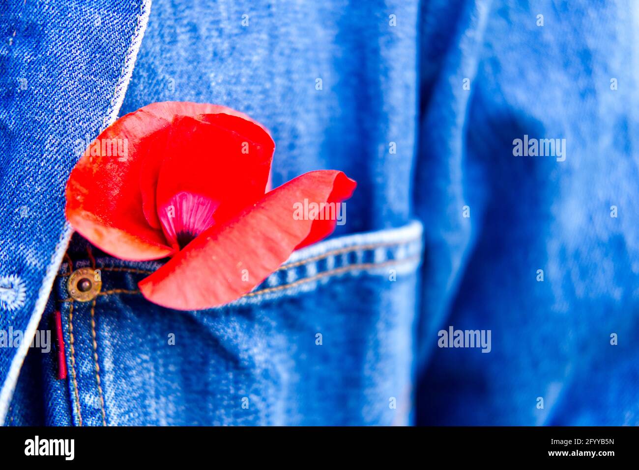 Trägt rote Mohnblume in einer blauen Denim-Jacke mit Knopfloch Stockfoto
