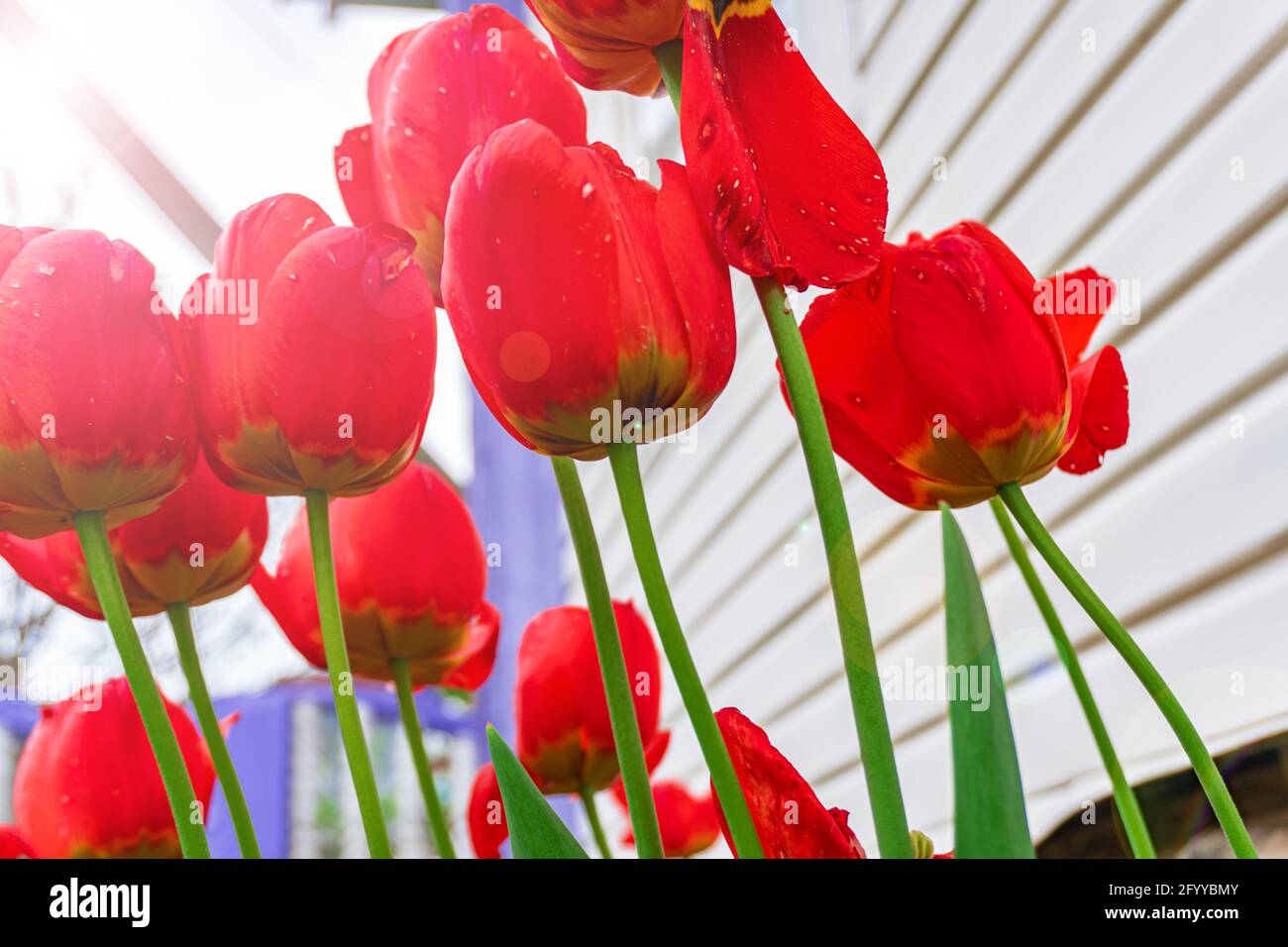 Rote Tulpen im Garten im Frühjahr mit grünen Stielen Stockfoto