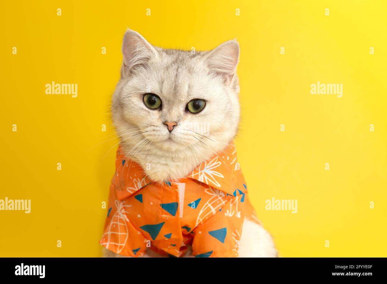 Portrait der weißen britischen Katze tragen orange Hemd im Konzept Sommer auf dem gelben Hintergrund. Stockfoto