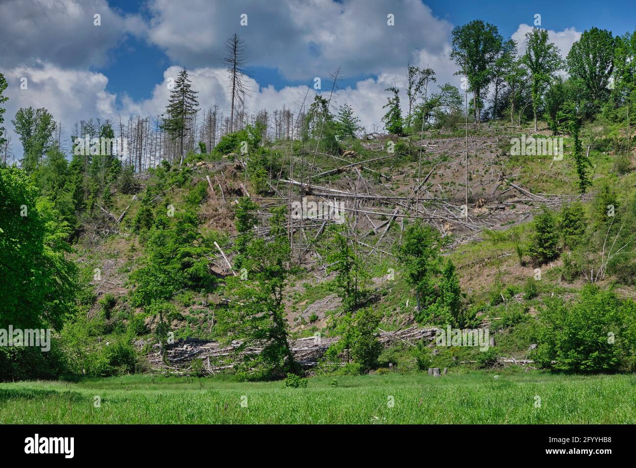 Waldschattierungen in Lohmar im Bergischen Land Stockfoto