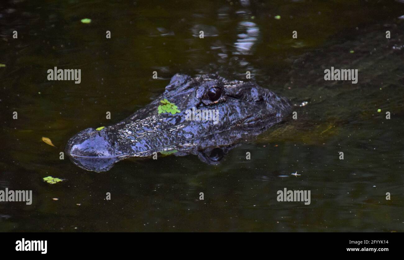 Alligator Stockfoto