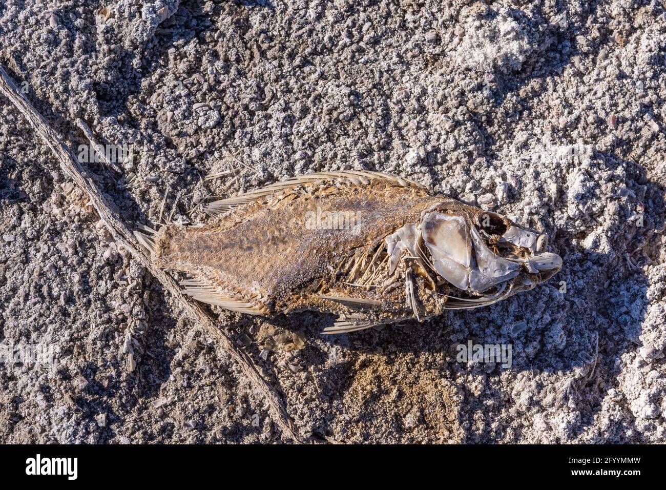 USA, CA, Salton Sea - 28. Dezember 2012: Nahaufnahme von braun-grau getrocknetem Skelett von Fischen, teilweise von Insekten und Sonne auf grauem Sand mit Kieselsteinen verzehrt. Stockfoto