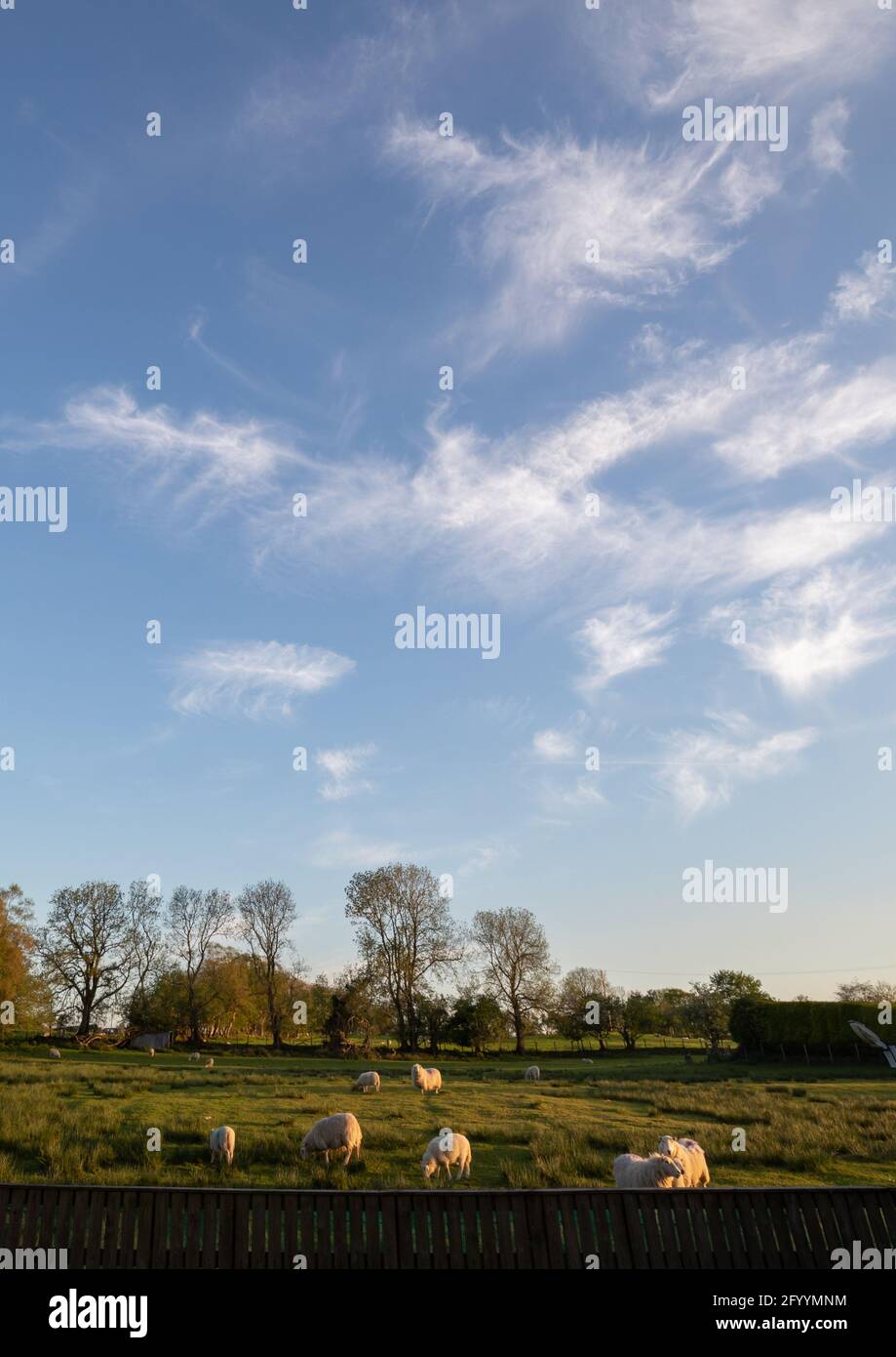 UK Wetter: Die Cirrus-Wolken, bekannt für ihre Vorhersage von schönem bis schönem Wetter, schweben hoch am Himmel am Ende eines sehr warmen, sonnigen Tages Stockfoto