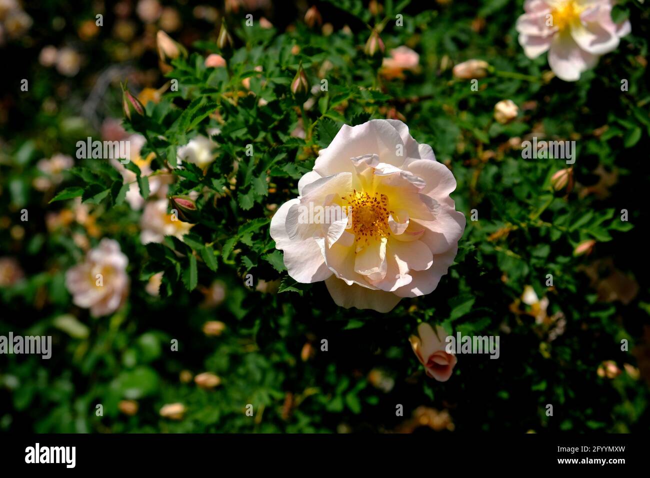 Wunderschöne hellrosa Rose ('Lilian Austin') in den Ornamental Gardens in Ottawa, Ontario, Kanada. Stockfoto