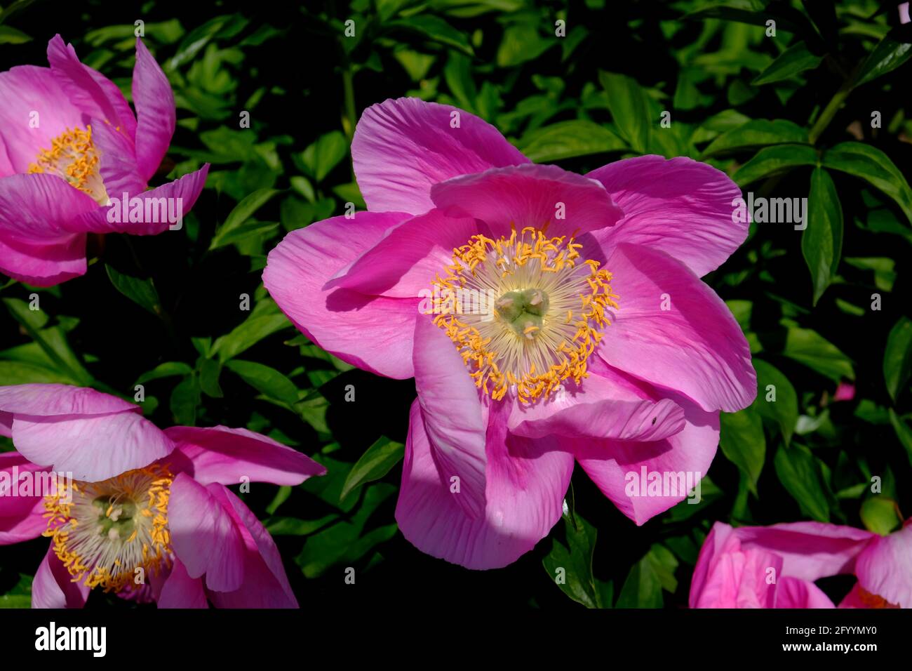 Wunderschöne rosa Pfingstrose (Paeonia 'Honor') in den Ornamental Gardens in Ottawa, Ontario, Kanada. Stockfoto