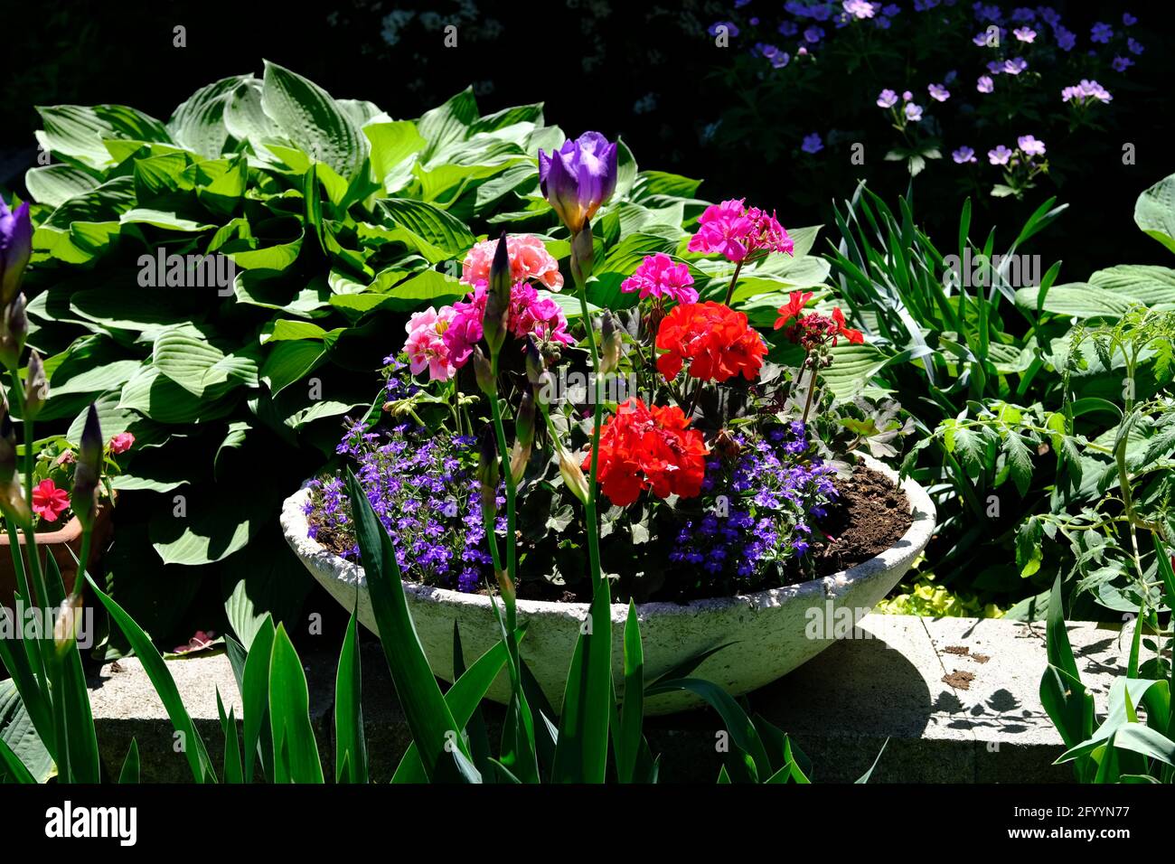 Schöner, mehrfarbiger Betonpflanzer mit einer Vielzahl von Blumen, der in einem sonnigen Fleck eines Glebe-Gartens in Ottawa, Ontario, Kanada, sitzt. Stockfoto
