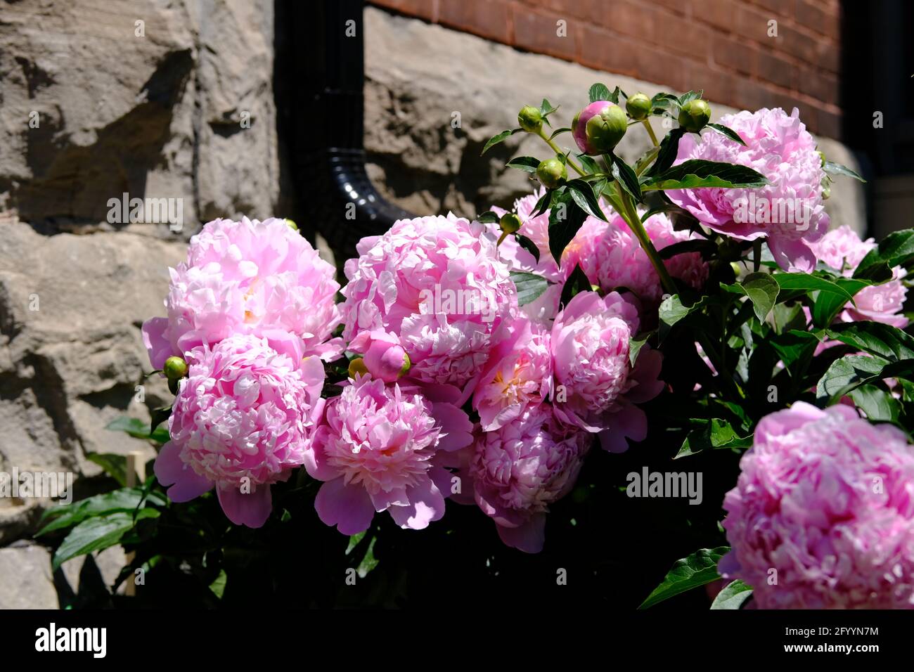 Wunderschöne rosa Pfingstrose mit massiven Blüten in voller Blüte in einem Glebe Garten in Ottawa, Ontario, Kanada. Stockfoto