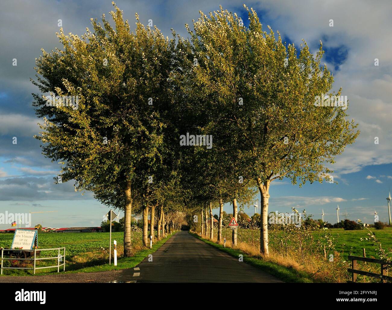 Wunderbare Birch Alley, Die Aus Der Stadt In Visquard East Führt Frisia an EINEM sonnigen Herbsttag mit EINEM klaren Blau Himmel und EIN paar große Wolken Stockfoto