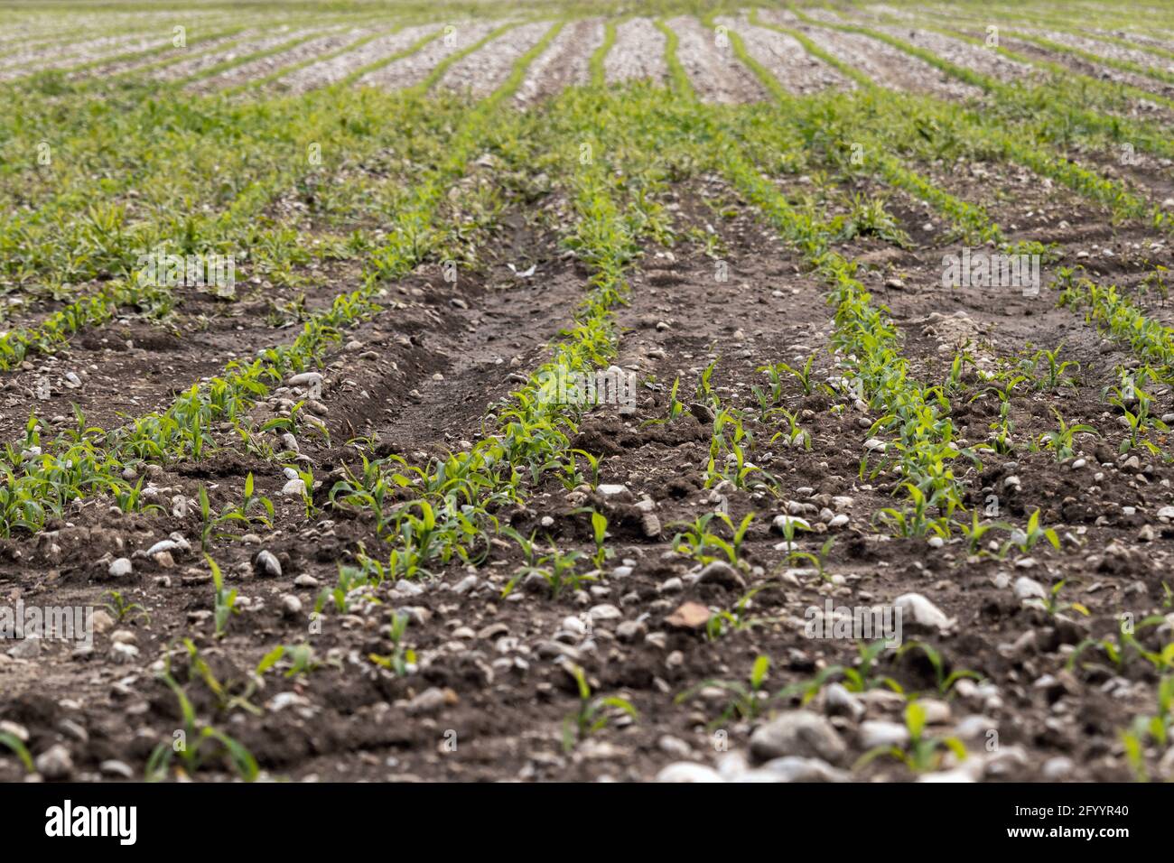 Jungkornfeld im Frühjahr. Geringe Schärfentiefe Stockfoto