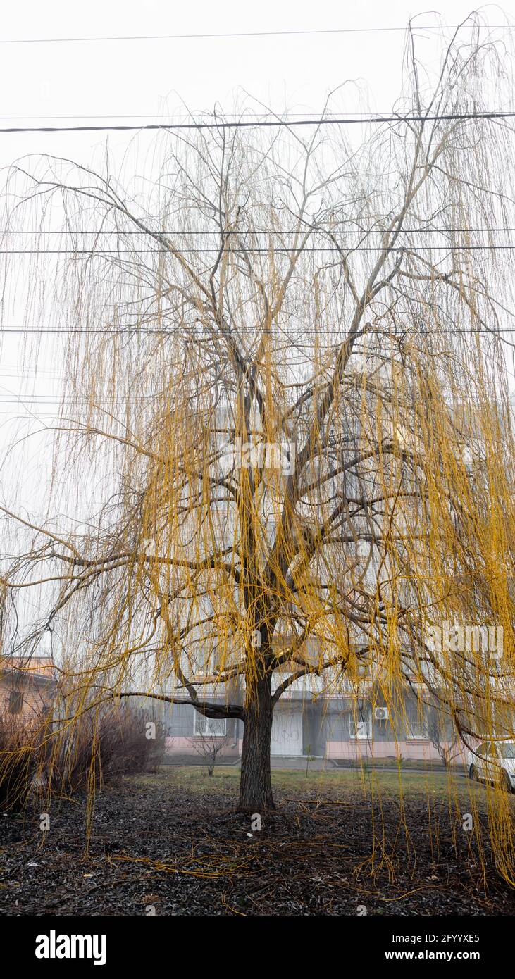 Ein Weidenbaum mit fallenden gelben Blättern Stockfoto
