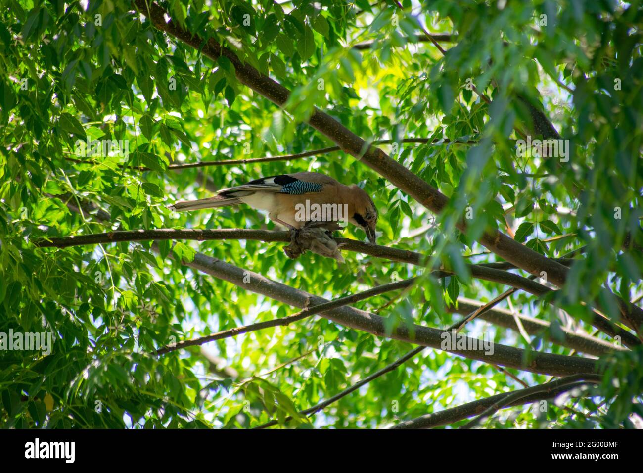 Seltenes Foto von Jay Bird, der einen jungen Sperling nach der Jagd frisst, Fleischfresser von Vögeln. Eichelhäher, der einen jungen Vogel frisst, agressive Jagd. Stockfoto