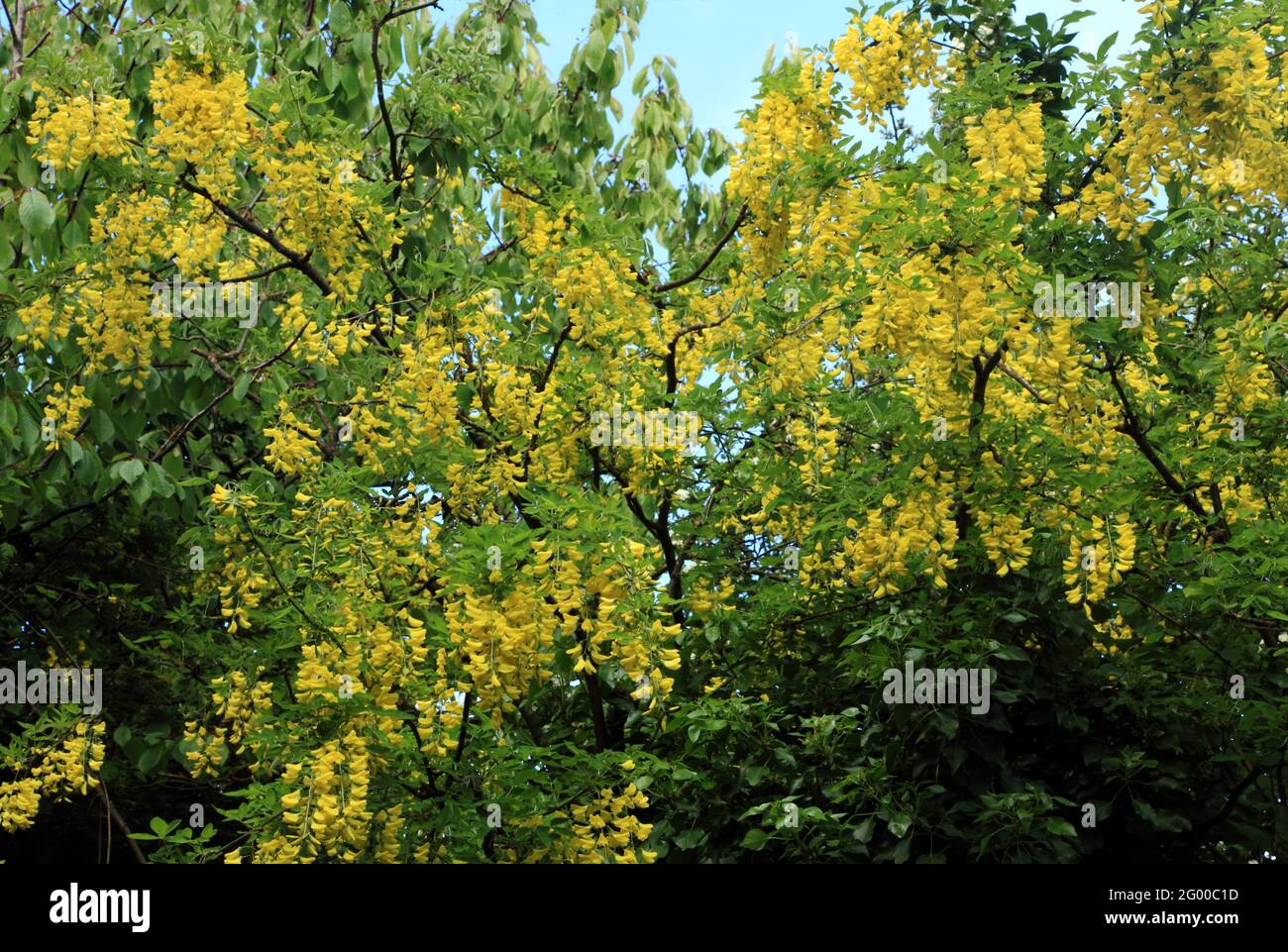 Laburnum x vossii 'Watereri', gelbe Blüten, Baum Stockfoto