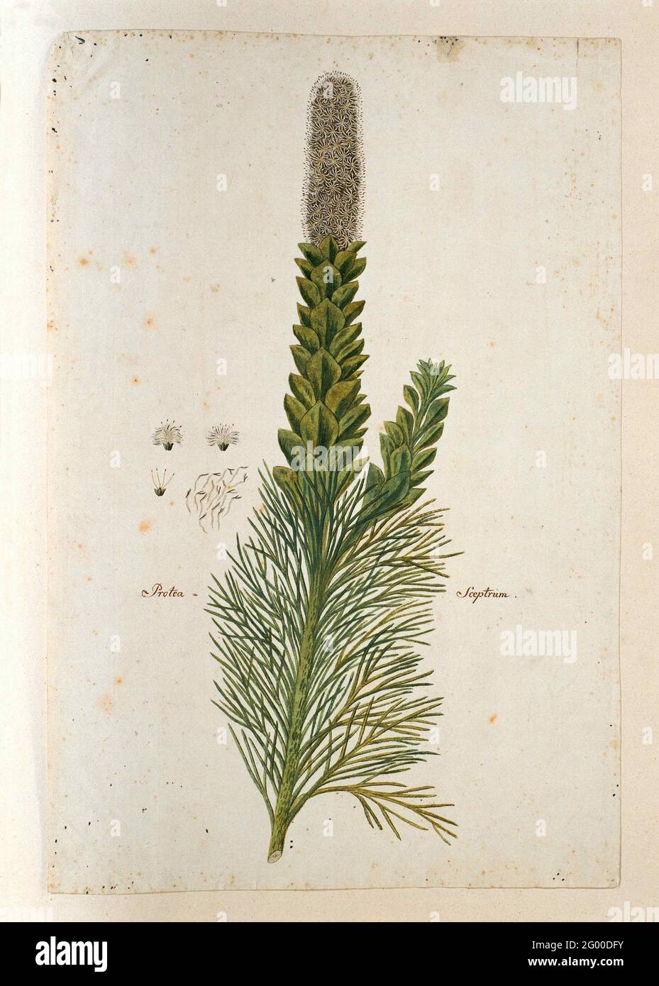 Paranomus Sceptrum-Gustavianum (Eichhörnchen) Hylander (Septre von König Gustav). Paranomus Sceptrum-Gustavianum (Eichhörnchen) Hylander. Stockfoto