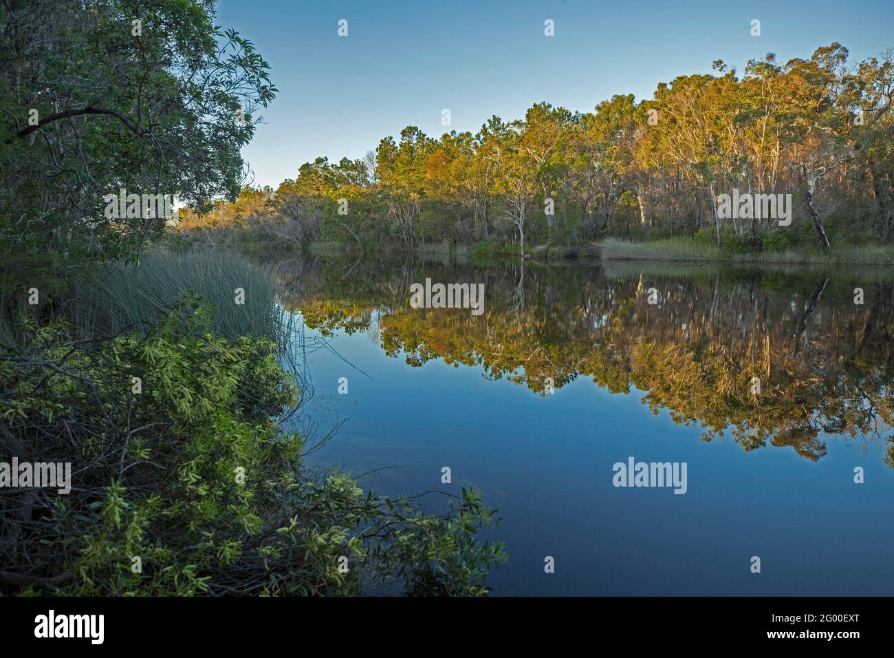 Einheimische Vegetation und blauer Himmel spiegeln sich in der spiegelnden Oberfläche des ruhigen dunklen Wassers des Noosa River, Sunshine Coast, Queensland Australia Stockfoto