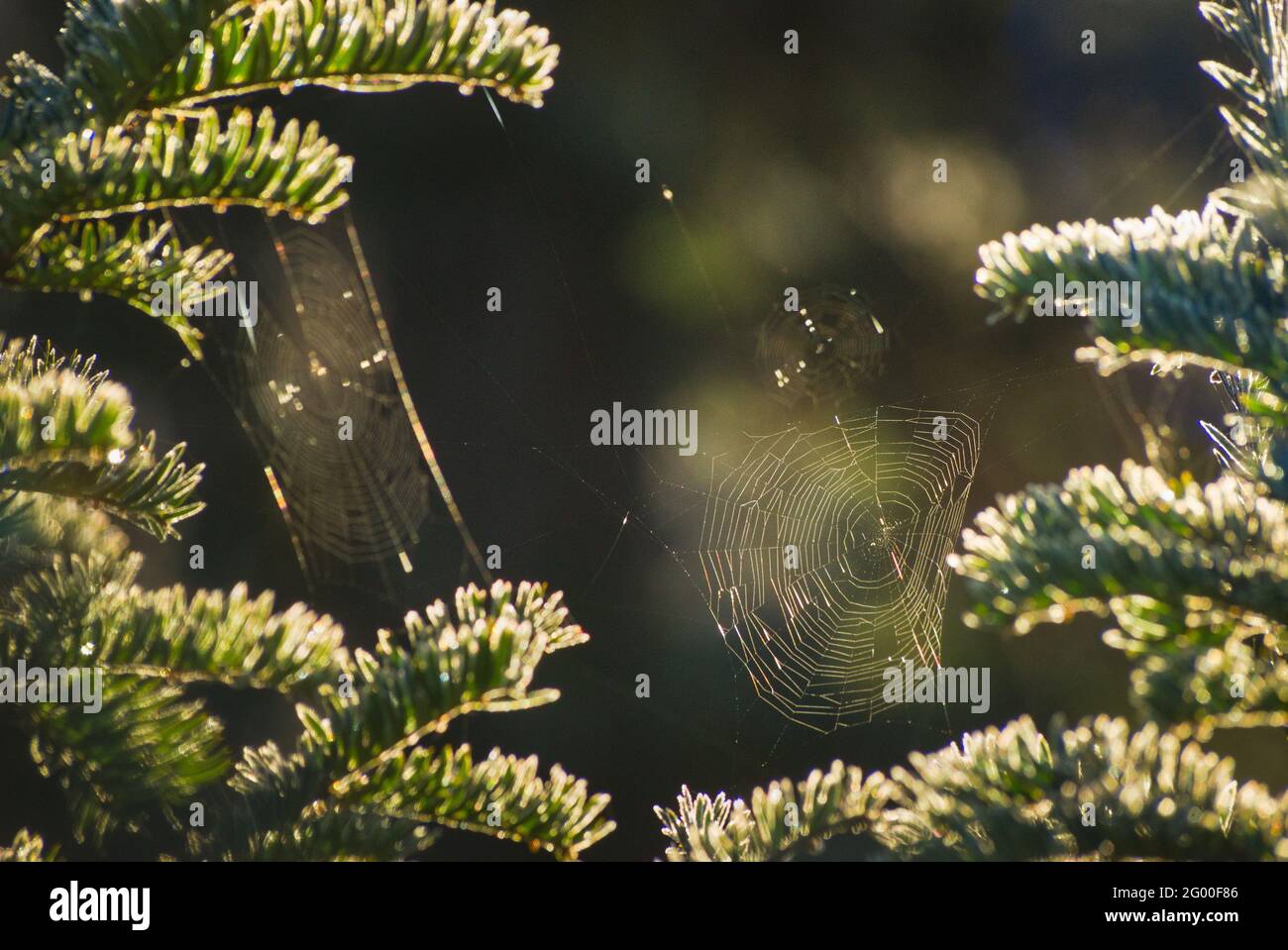 Frostige Spinnweben in Eibe Stockfoto