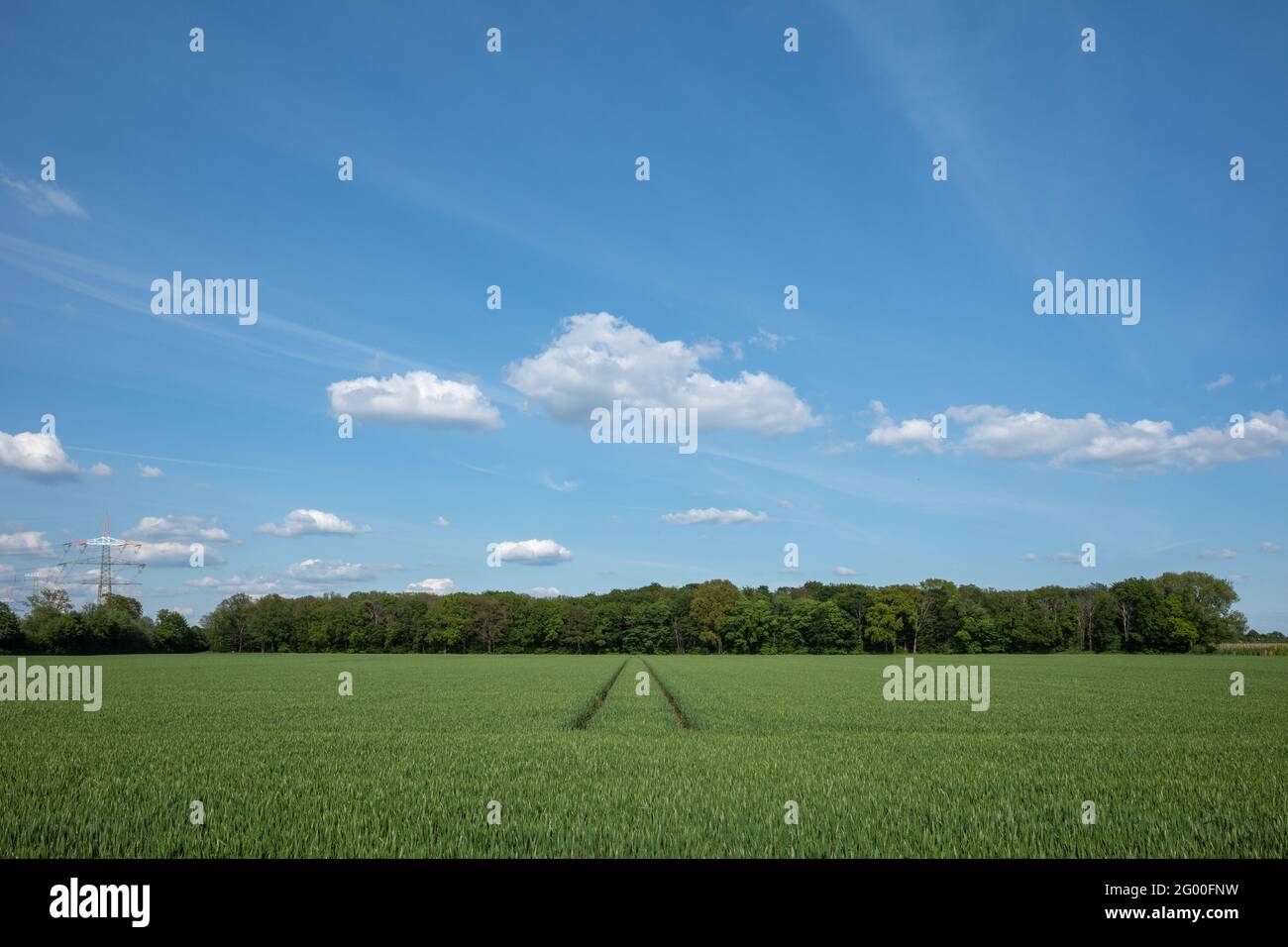 Sonniger Blick im Freien auf das frisch grüne Weizenfeld oder das Gerstenfeld mit der Spur von Traktor- oder Fahrzeugradmarkierung auf dem Land. Stockfoto
