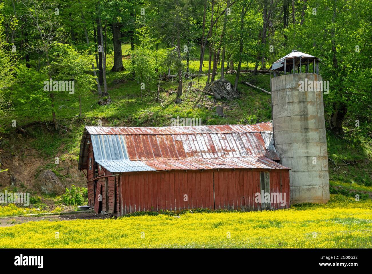 Alte rote Scheune in einem Feld von gelben Blüten Stockfoto