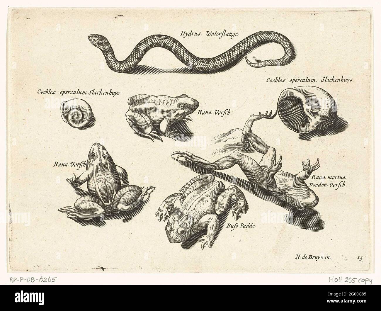 Wasserschlauch, Frösche und Kröten; Libelivs verschiedene Gattungen piscium Kompensatoren; Süßwasserfische, Seefischen, Frösche, Muscheln und Meereswesen. Wasserschlauch, Frösche und Kröten mit Inschriften, die diese Amphibien in Latein und Niederländisch identifizieren Stockfoto