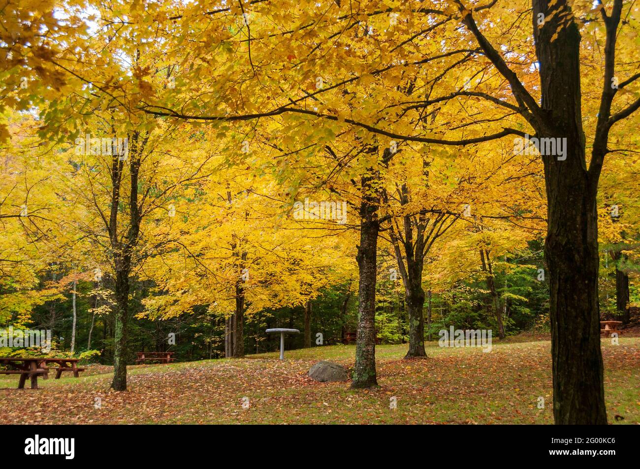 Wunderschöner Picknickbereich im unteren New York State mit leuchtend gelben Herbstblättern. USA. Stockfoto