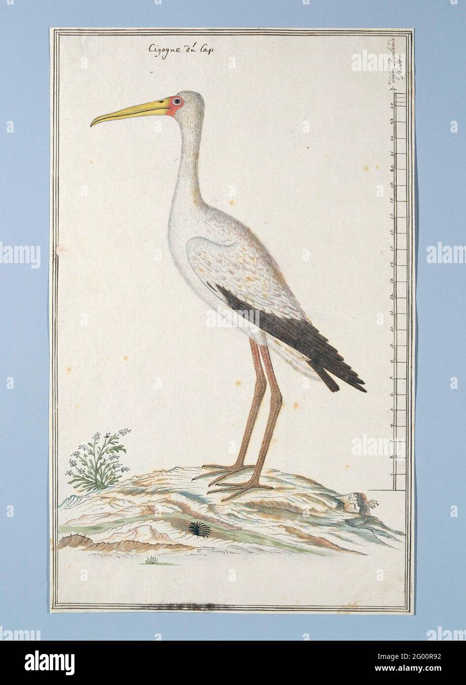 Mycteria Ibis (Gelbschnabelstorch oder Holzstorch). Vogelstudie: Nimmerzat (Mycteria ibis); mit Skala in Rijnlandse Maat. Stockfoto