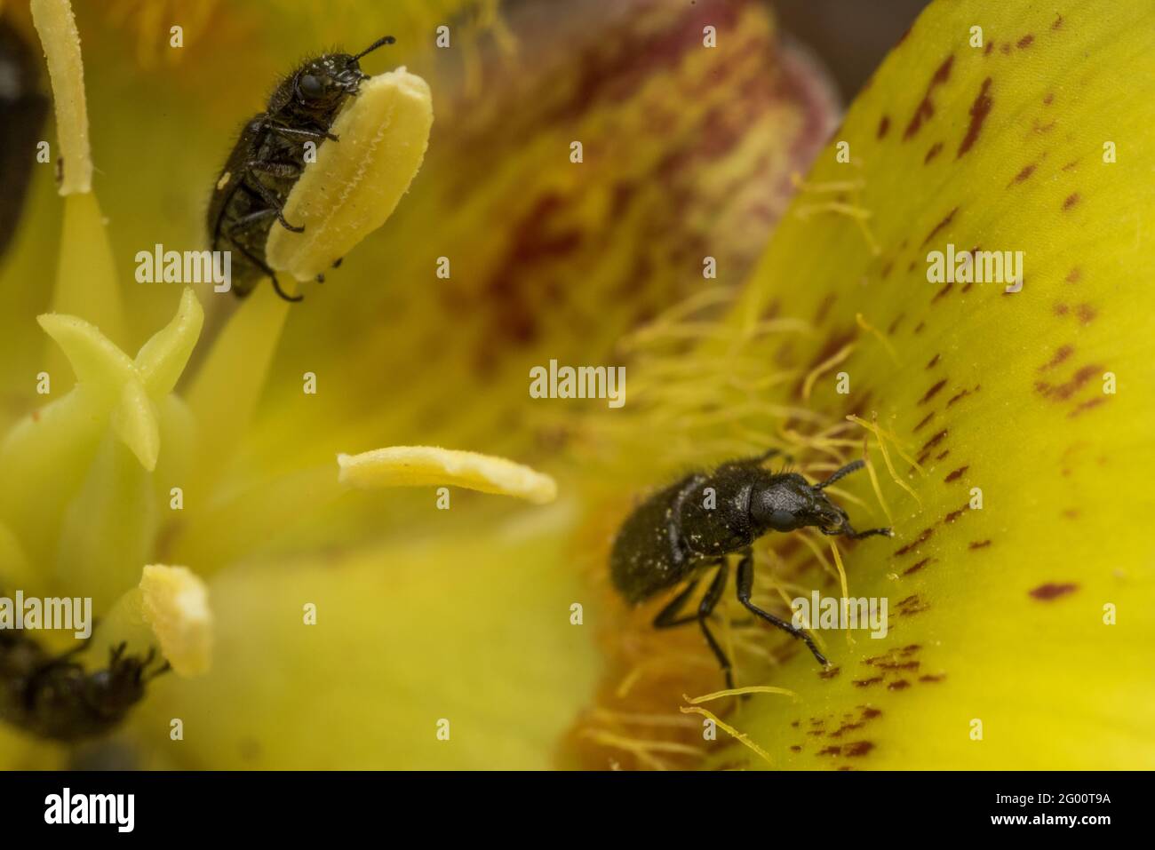 Käfer ernähren sich an den Nektarien innerhalb einer gelben mariposa-Lilie (Calochortus luteus) in Kalifornien. Die Käfer sind wichtige Insektenbestäuber. Stockfoto