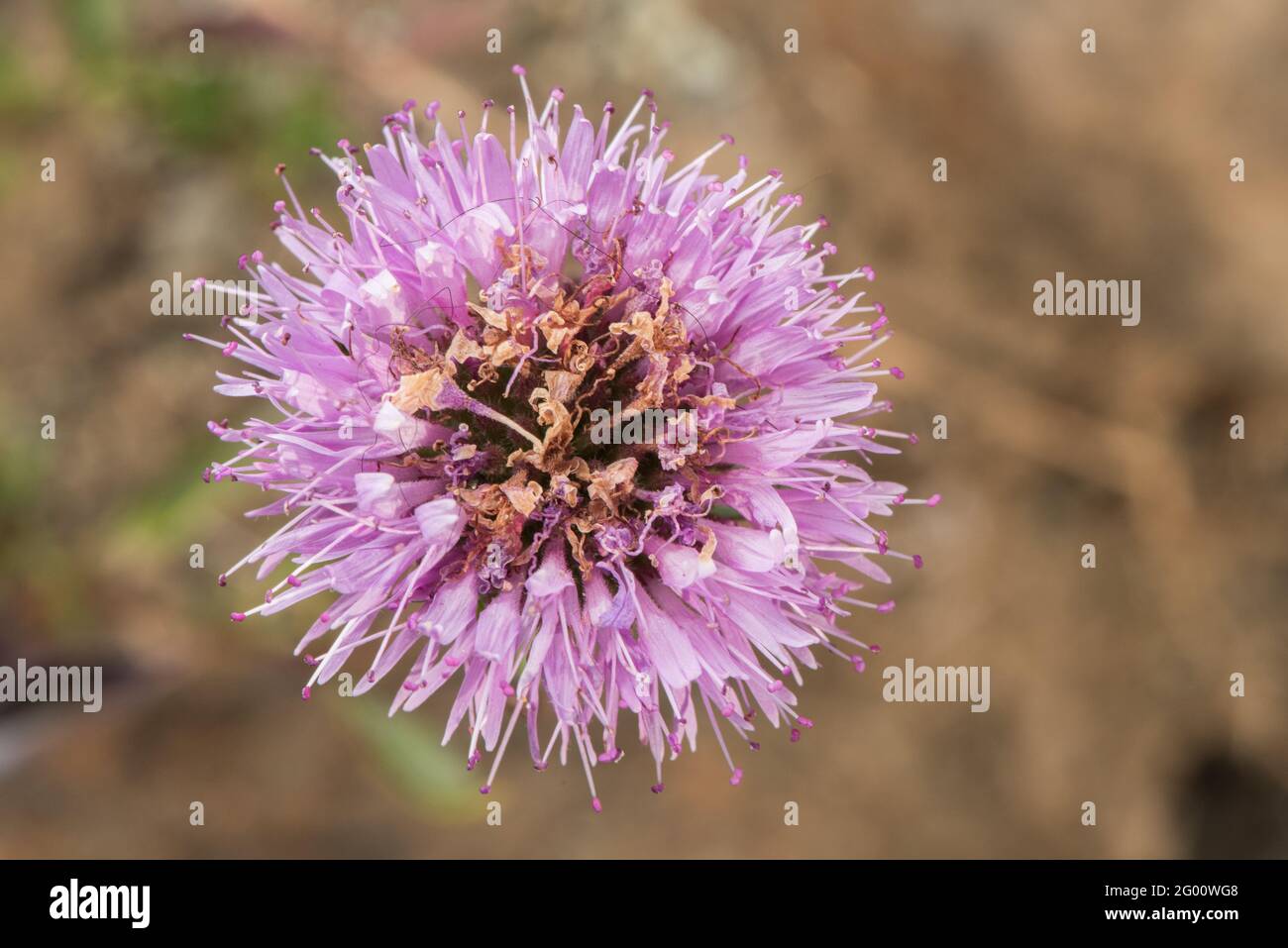 Coyote Mint (Monardella villosa) ein mehrjähriges Kraut, das wunderschöne violette Blüten hervorbringt, eine Wildblume aus Kalifornien. Stockfoto