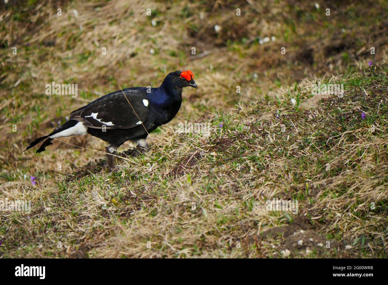 Birkhuhn (Lyurus tetrix) im Frühjahr, gesehen im Nationalpark Berchtesgaden, Bayern, Deutschland Stockfoto
