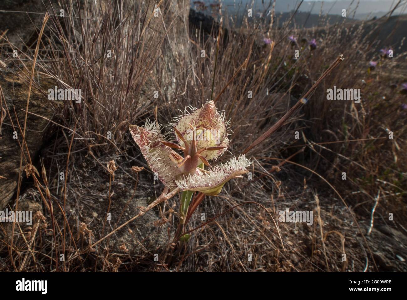Tiburon Mariposa Lily (Calochortus tiburonensis) ist eine seltene Pflanze, die im Ring Mountain Preserve in der San Francsisco Bay Area in Kalifornien endemisch ist. Stockfoto