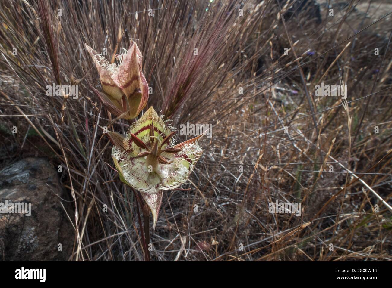 Tiburon Mariposa Lily (Calochortus tiburonensis) ist eine seltene Pflanze, die im Ring Mountain Preserve in der San Francsisco Bay Area in Kalifornien endemisch ist. Stockfoto