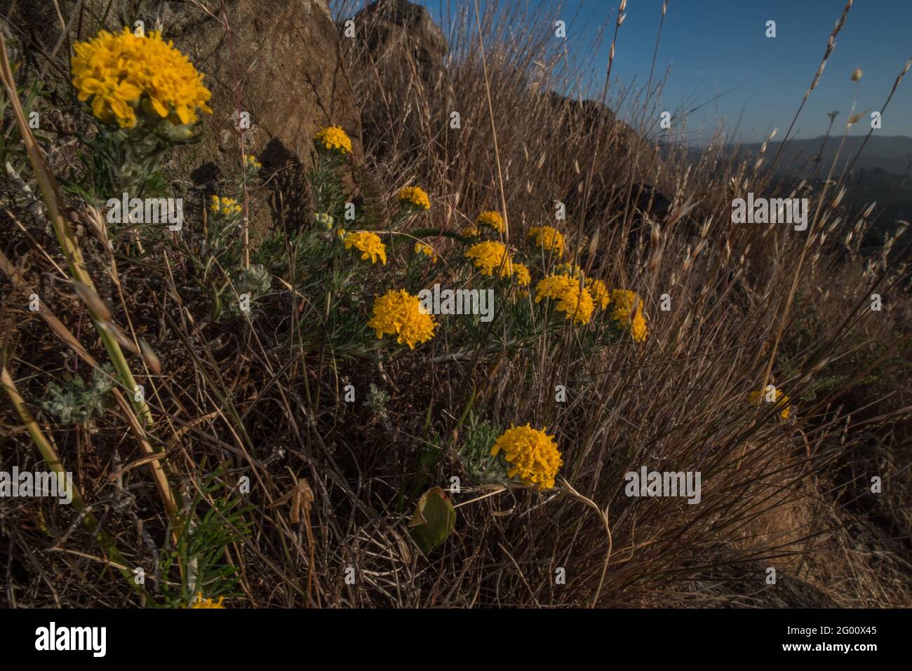 Golden Yarrow (Eriophyllum confertiflorum) wächst in einem Marin County, Kalifornien Grasland. Stockfoto