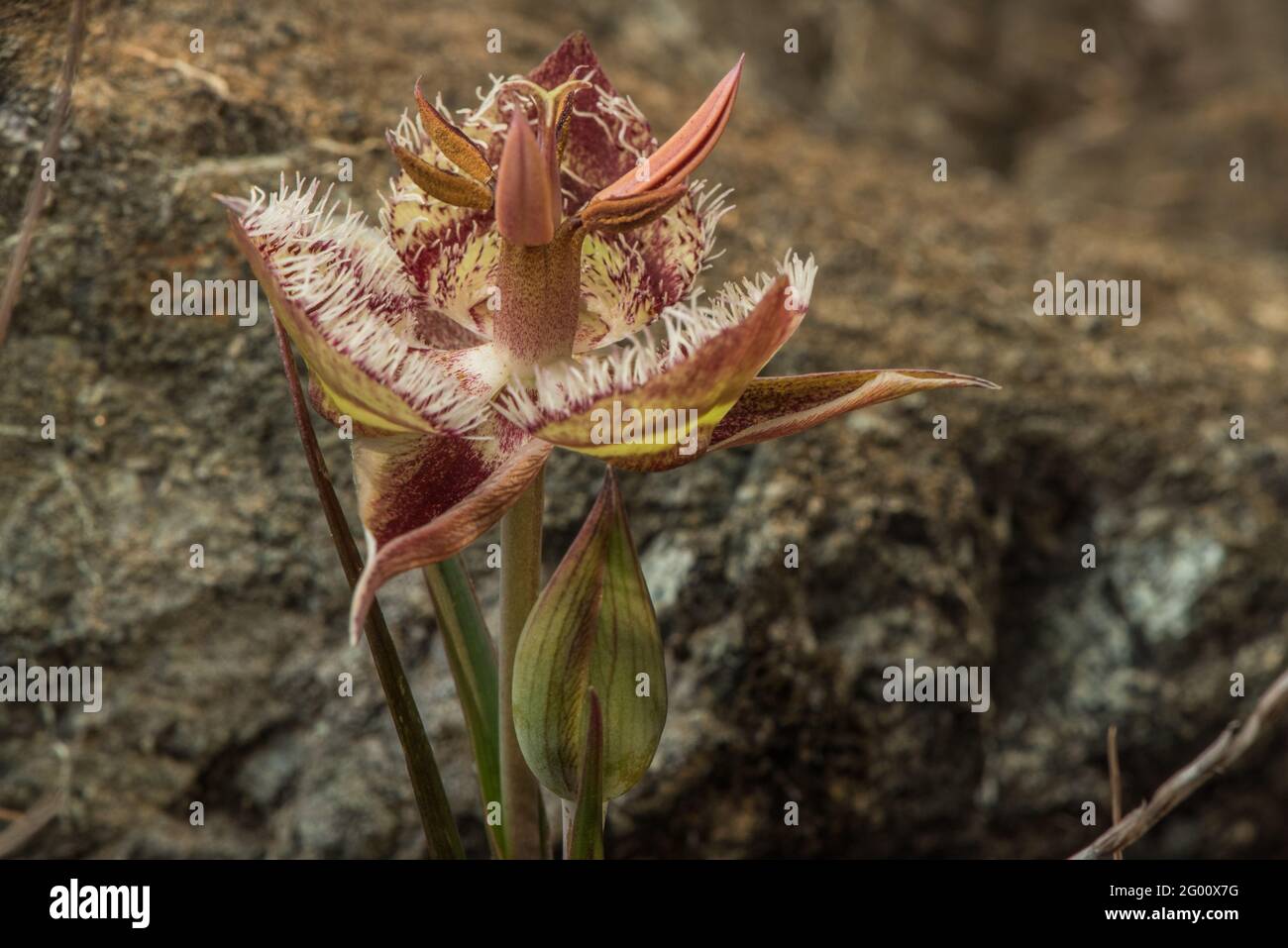 Tiburon Mariposa Lily (Calochortus tiburonensis) ist eine seltene Pflanze, die im Ring Mountain Preserve in der San Francsisco Bay Area in Kalifornien endemisch ist. Stockfoto