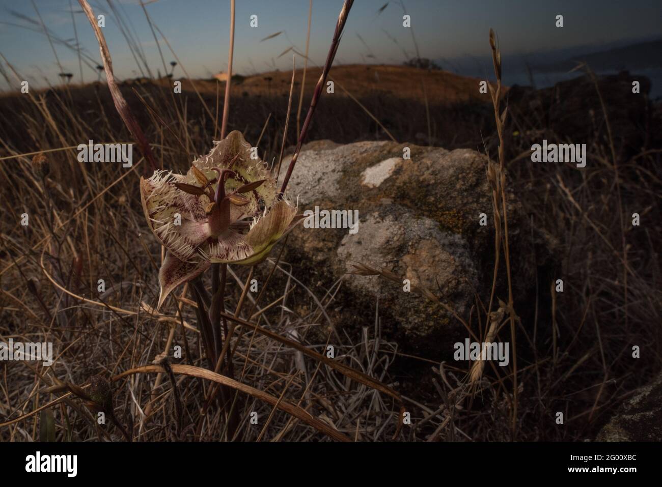 Tiburon Mariposa Lily (Calochortus tiburonensis) ist eine seltene Pflanze, die im Ring Mountain Preserve in der San Francsisco Bay Area in Kalifornien endemisch ist. Stockfoto