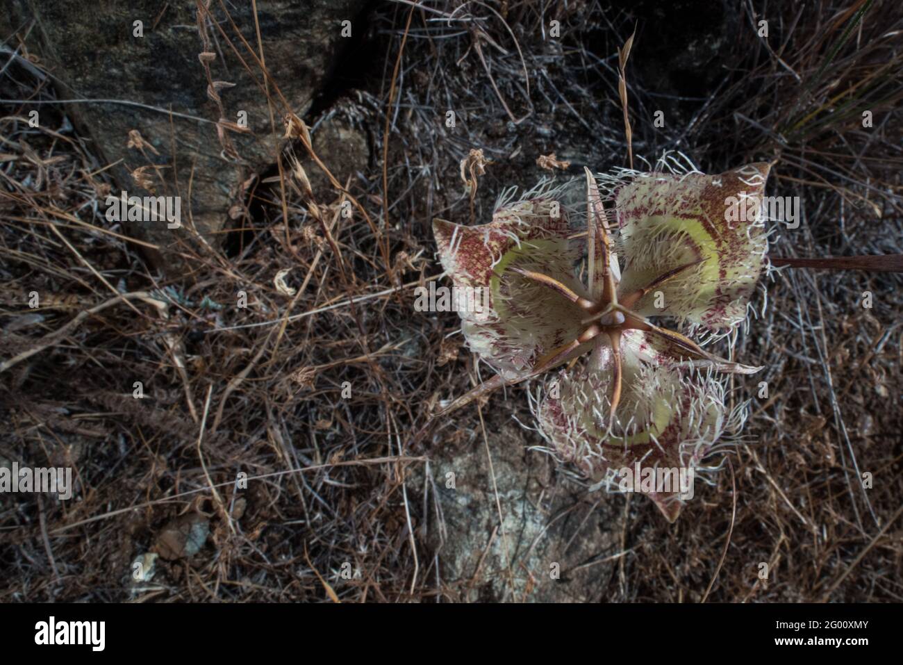 Tiburon Mariposa Lily (Calochortus tiburonensis) ist eine seltene Pflanze, die im Ring Mountain Preserve in der San Francsisco Bay Area in Kalifornien endemisch ist. Stockfoto