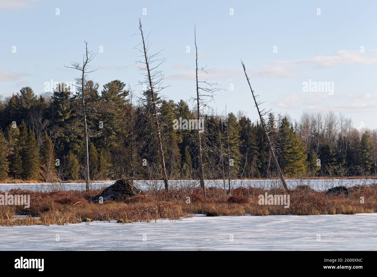 Eine Freiwasser-Biberhütte im Winter. Quebec, Kanada. Stockfoto