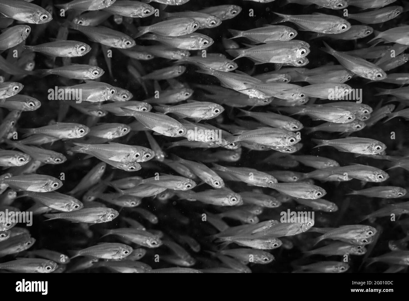 Fische schwimmen im Roten Meer, bunte Fische, Eilat Israel Stockfoto