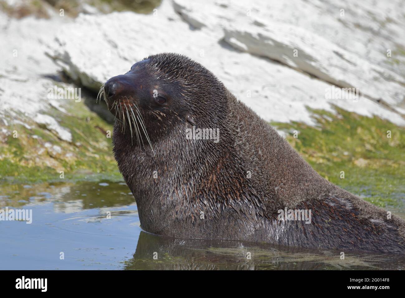 Neuseeländischer Seebär / Neuseeländischer Seehund / Arctocephalus forsteri Stockfoto
