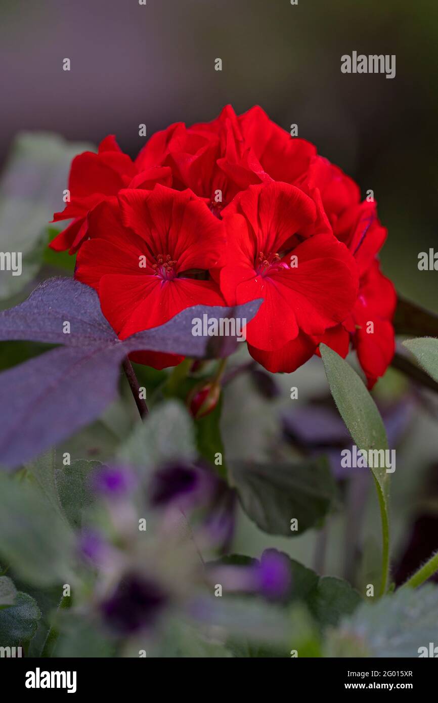 Nahaufnahme der roten Geranienblume (Pelargonium x Hortorum) Stockfoto
