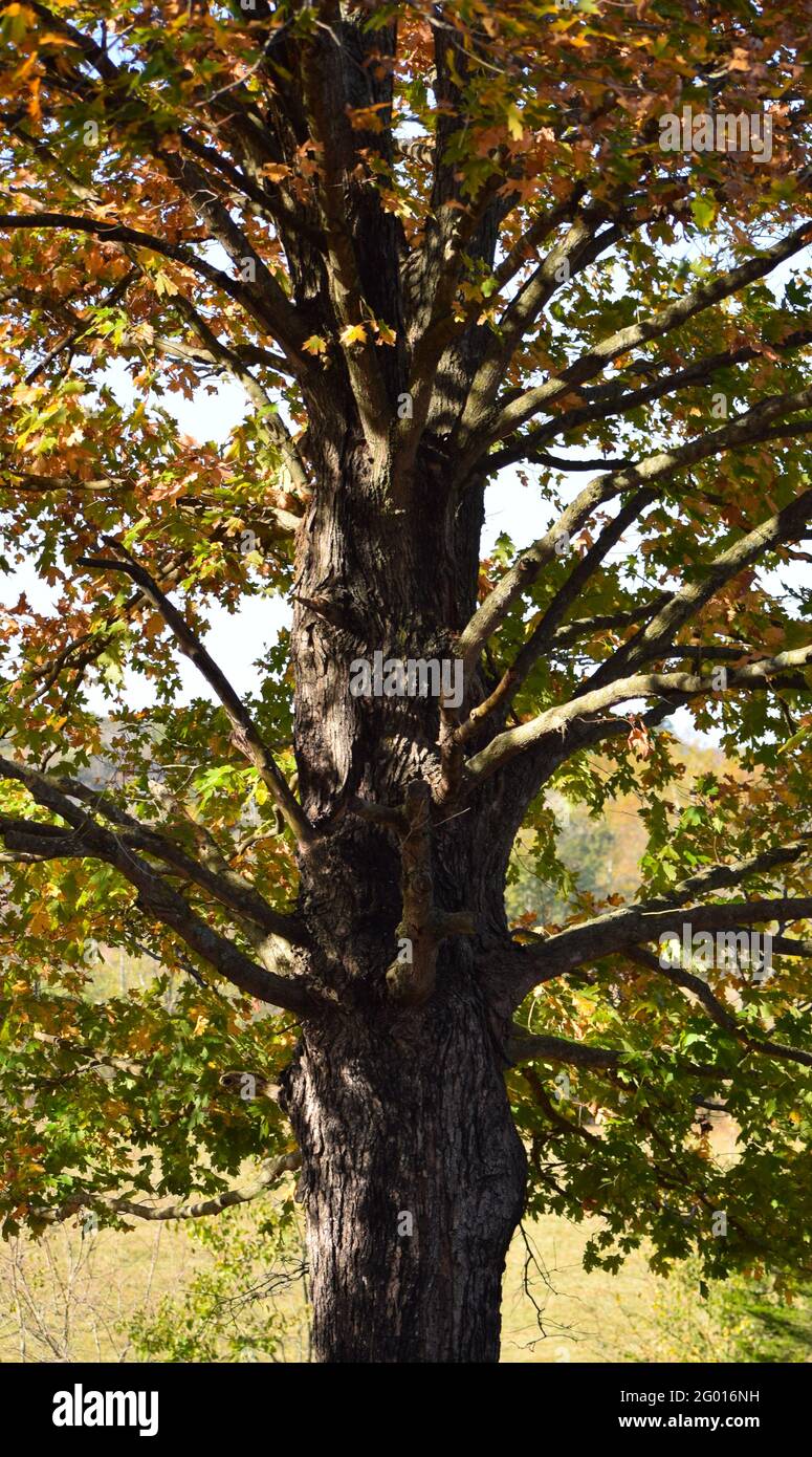 Ein Baumstamm im Herbst mit bunten Blättern Stockfoto