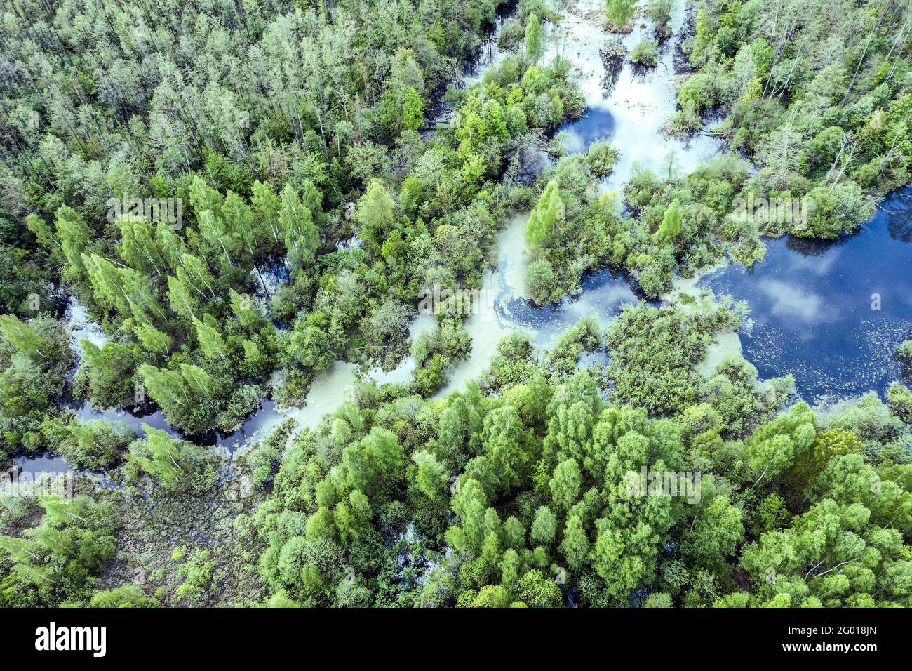 Luftaufnahme der grünen malerischen Landschaft mit Wald und Wald marsh an einem Sommertag Stockfoto