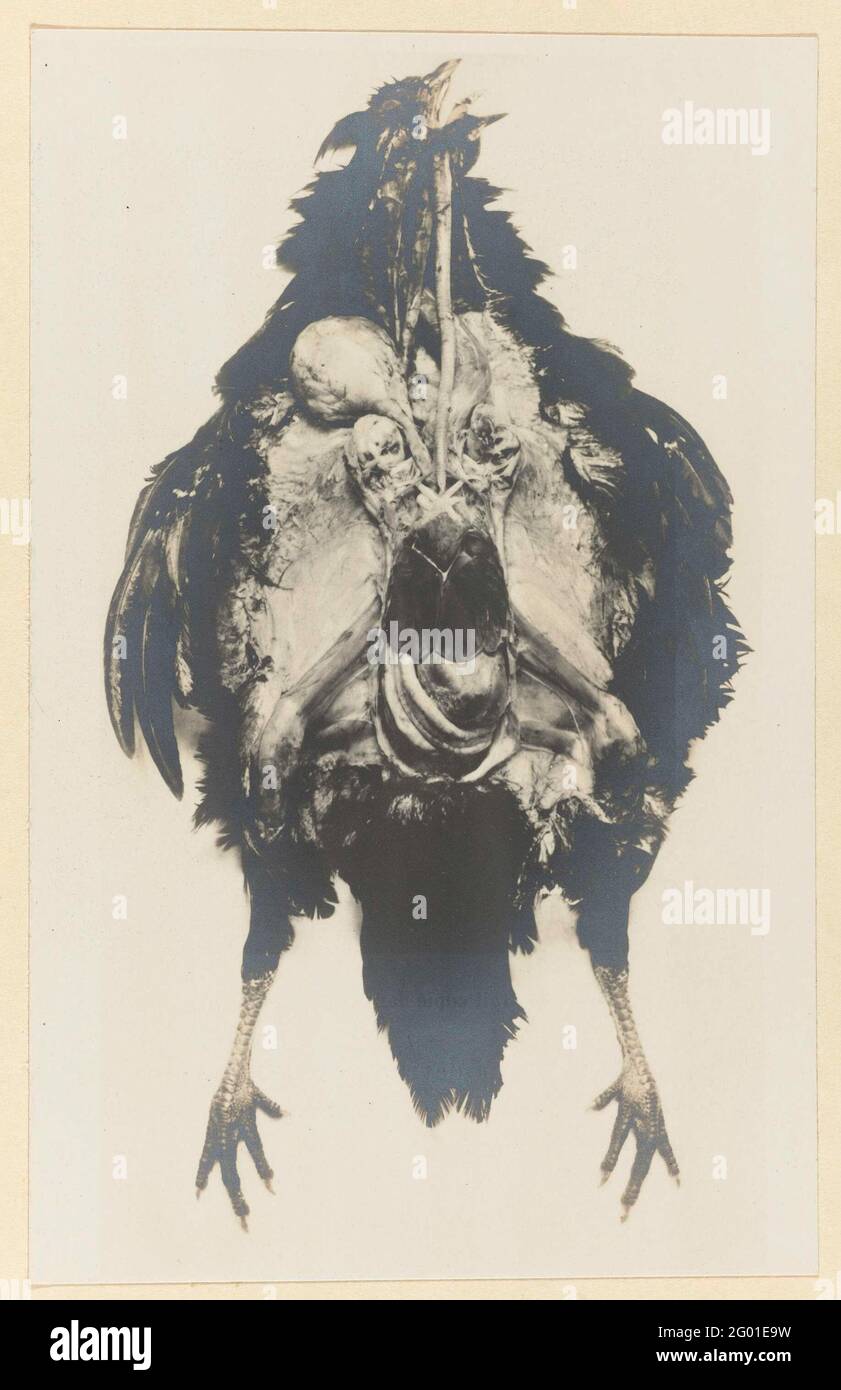 Anatomie van Een Kip; Anatomie der Henne. Foto im Album 'das Foto von eingetauchten Objekten', 1901. Stockfoto