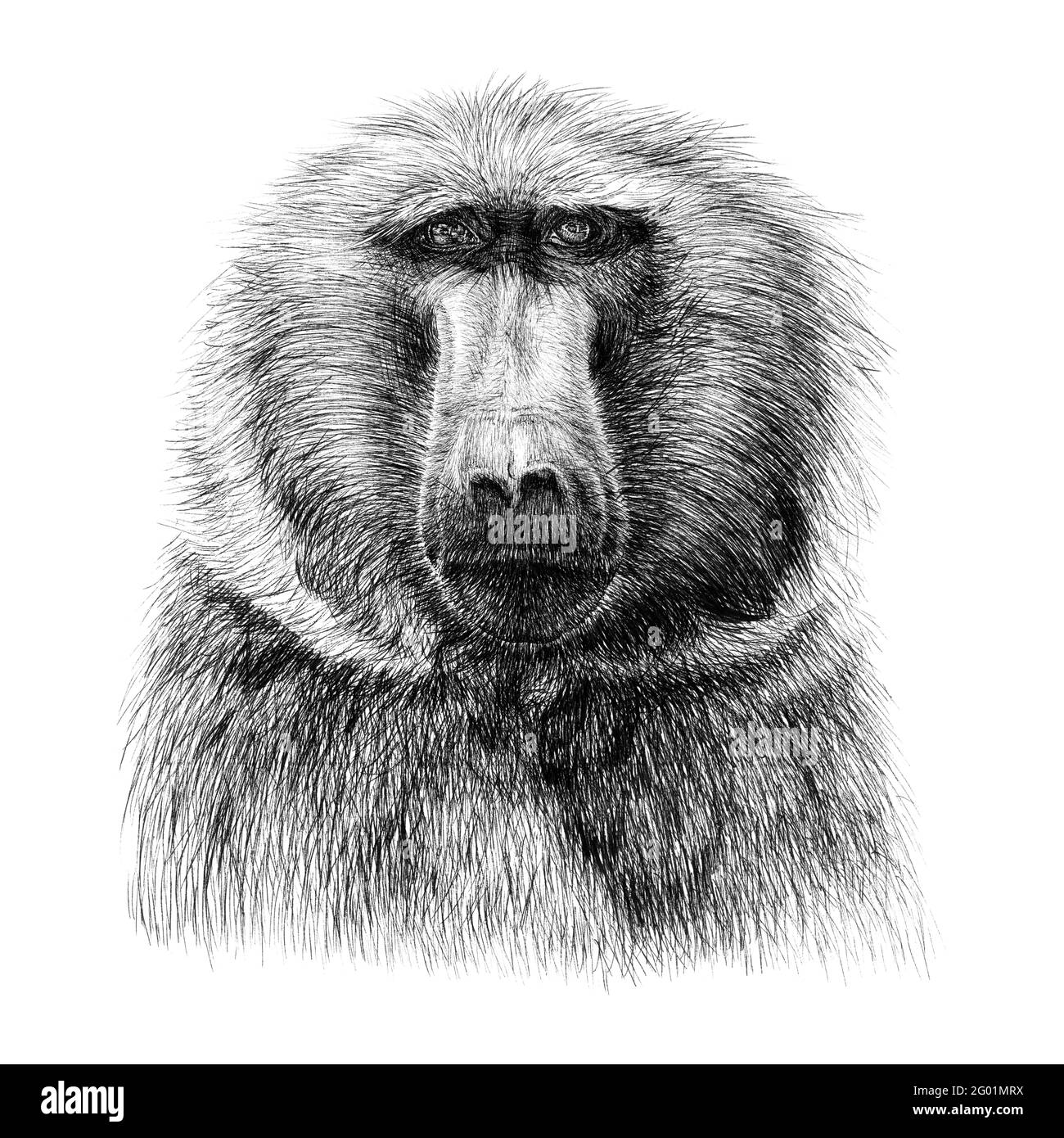 Handgezeichnetes Affenportrait, Skizzengrafiken monochrome Illustration auf weißem Hintergrund (Originale, keine Nachzeichnung) Stockfoto Handgezeichnetes Affenportrait, Skizzengrafiken monochrome Illustration auf weißem Hintergrund (Originale, keine Nachzeichnung) Stockfoto