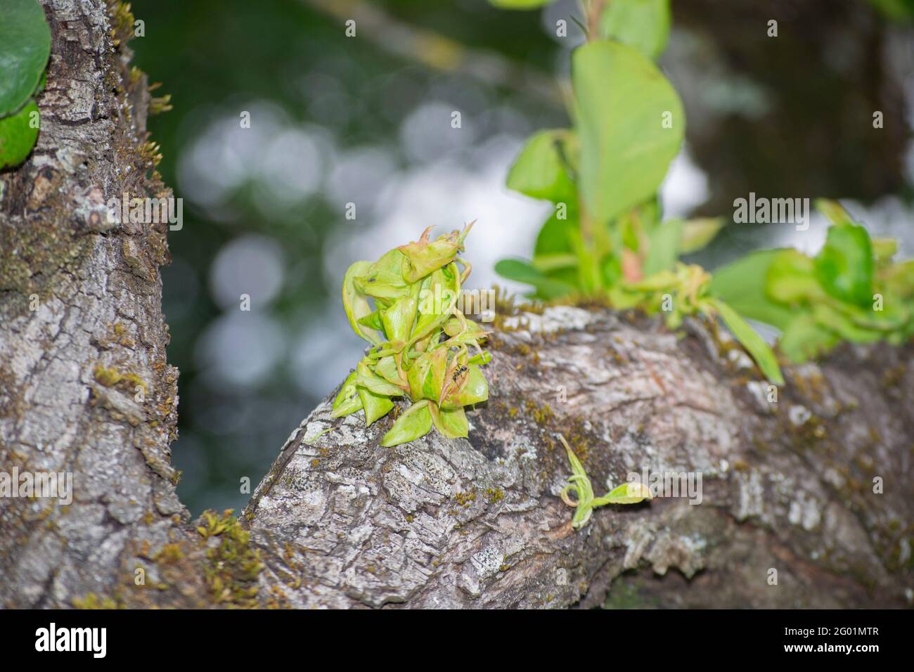 Nahaufnahme eines Birnenbaums. Frühlingshintergrund Stockfoto