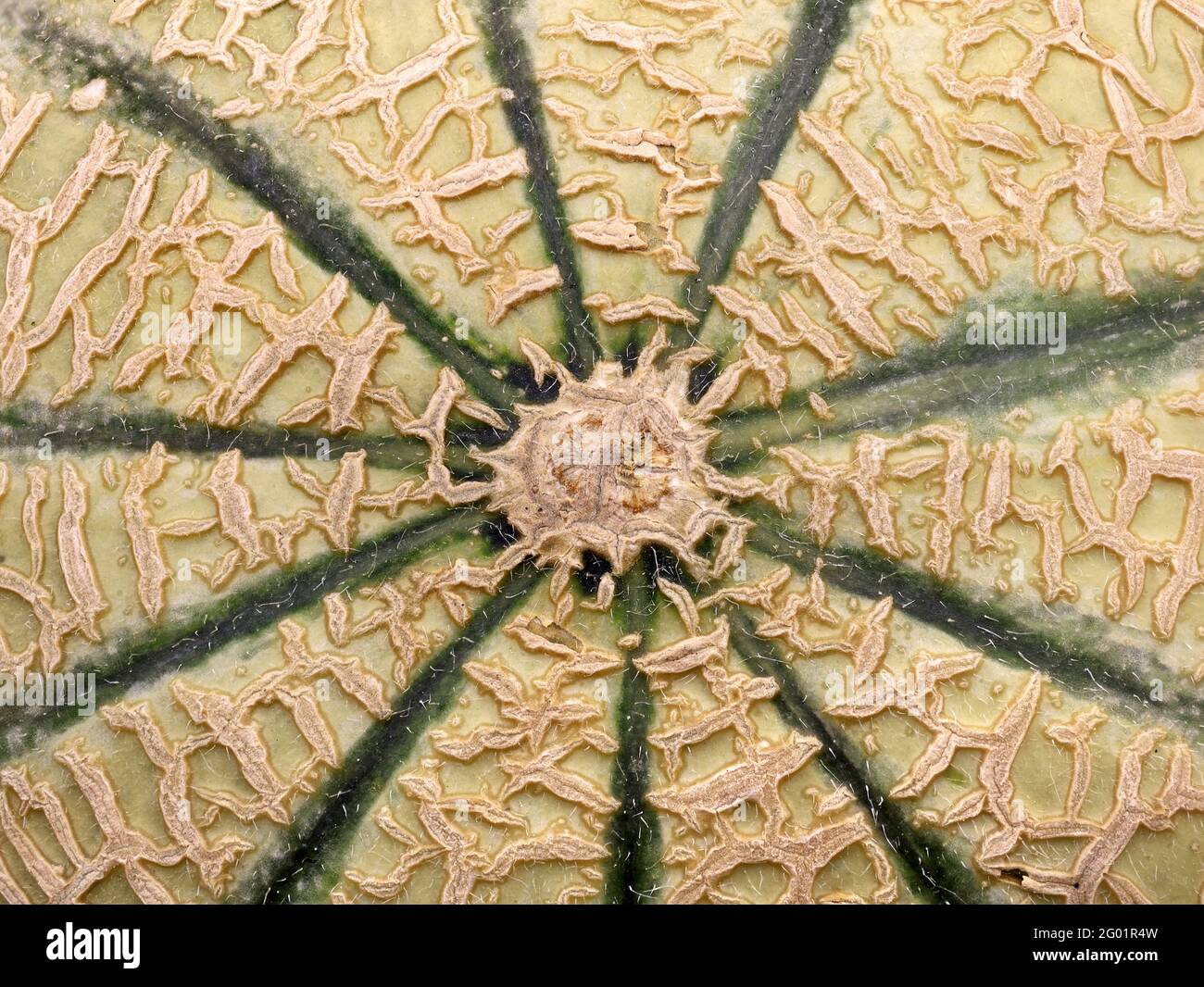 Cantaloupe Melone Peel Textur, Draufsicht Makroaufnahme Oberfläche Stockfoto