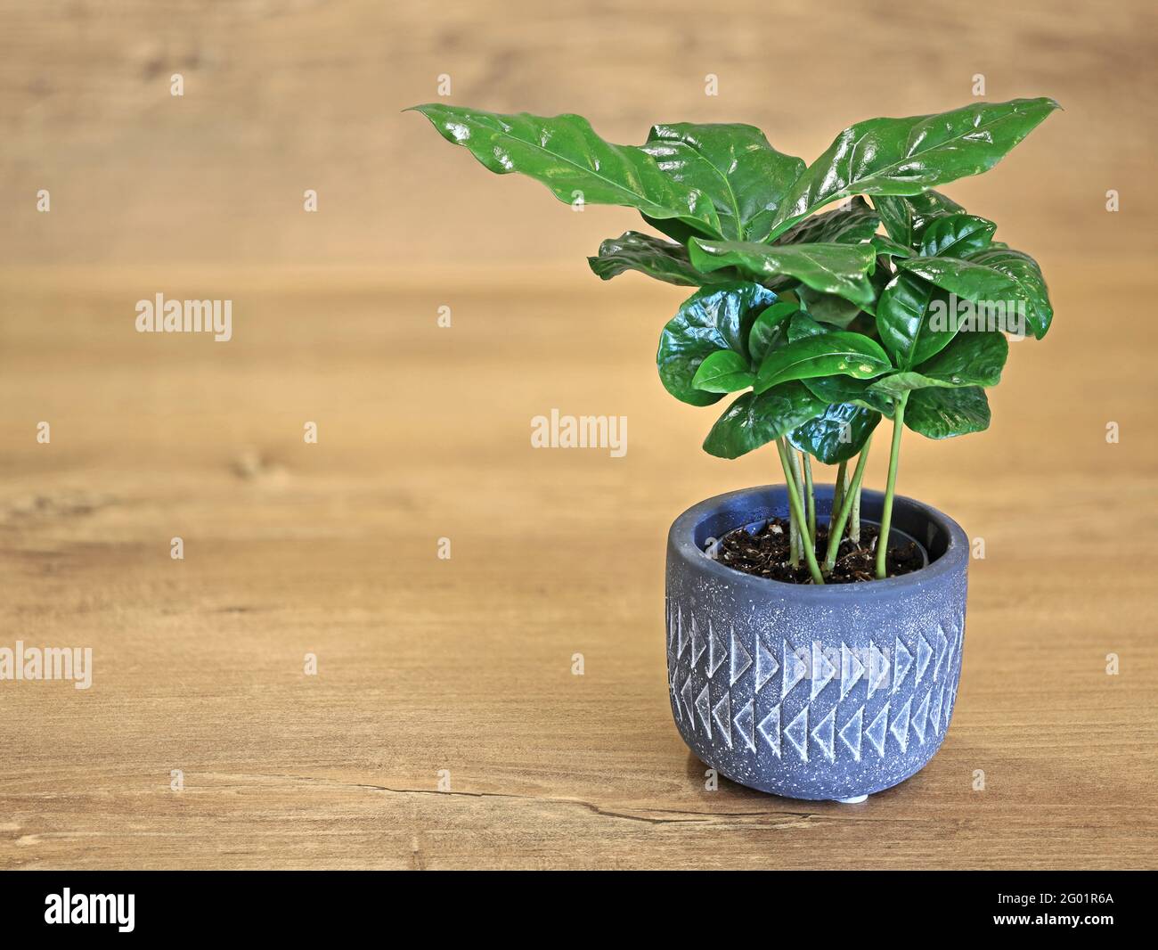 Junge Kaffeepflanze, Coffea arabica, in Steintopf isoliert auf Holzhintergrund mit Kopierplatz auf der linken Seite Stockfoto