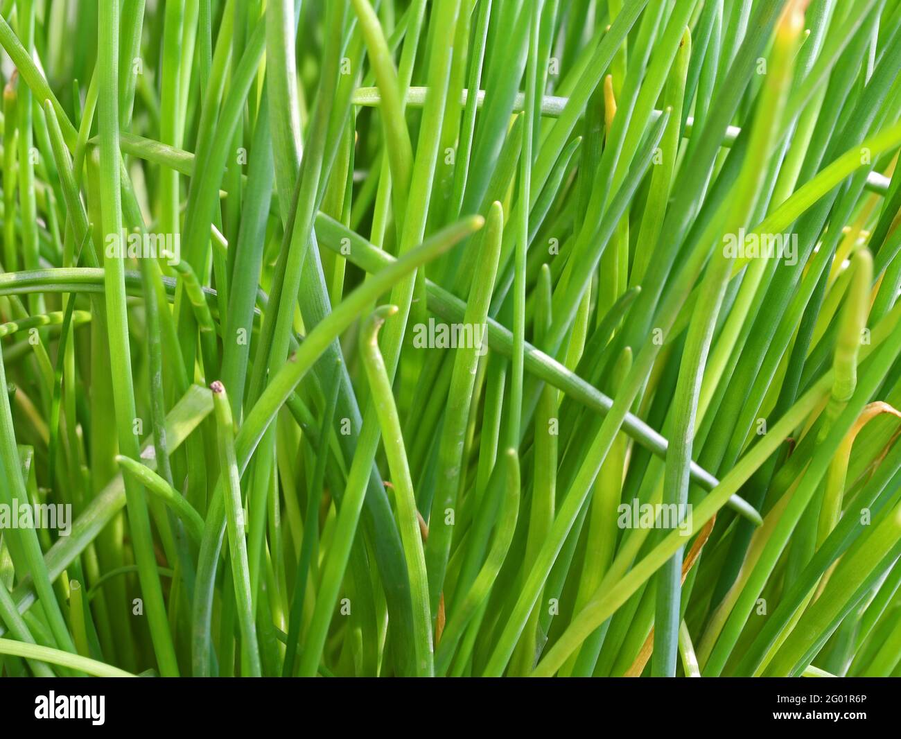 Frischer grüner Schnittlauch im Garten, Nahaufnahme von aromatischem Kraut Stockfoto