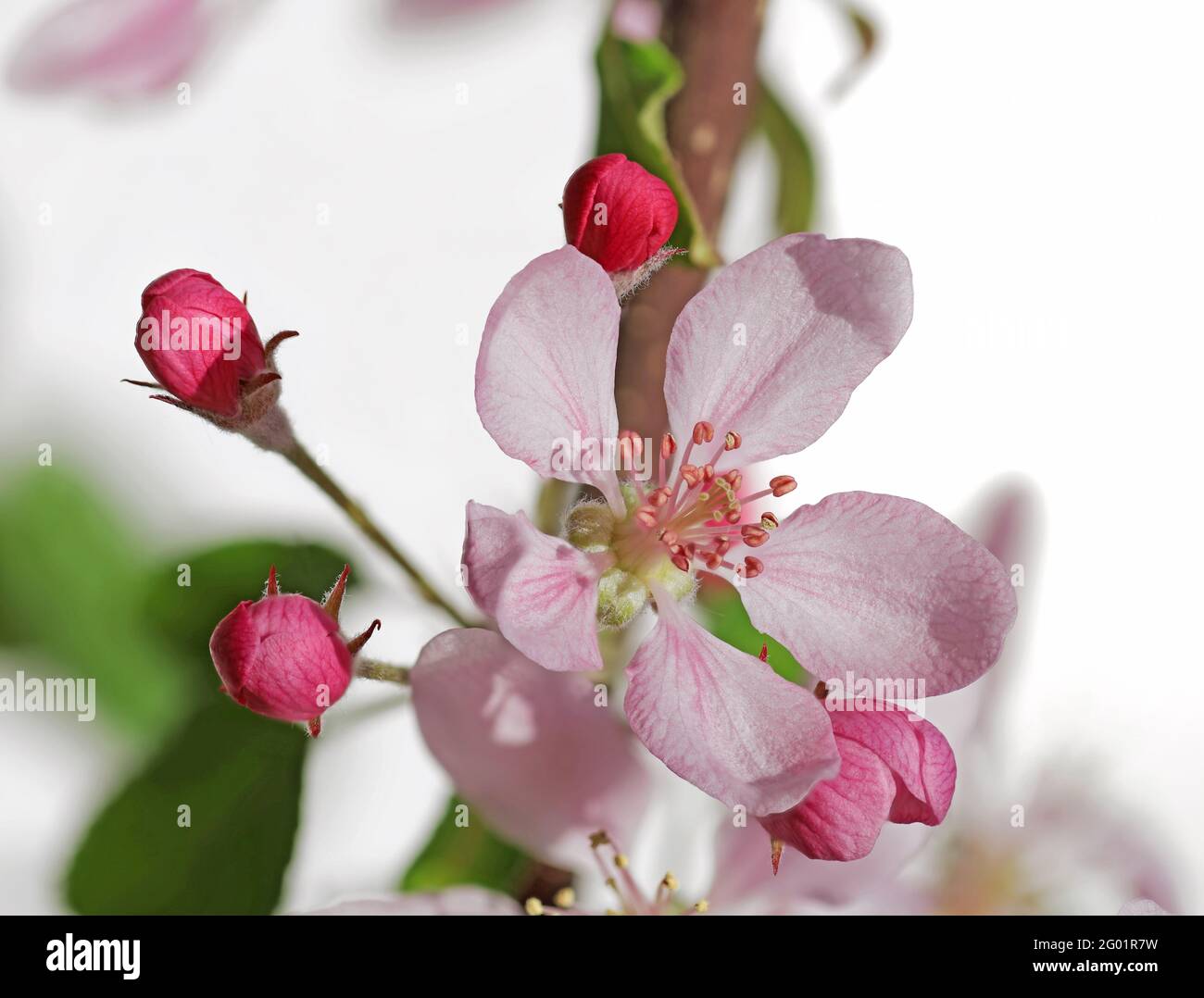 Rosa Apfelblüten isoliert auf weißem Hintergrund Stockfoto