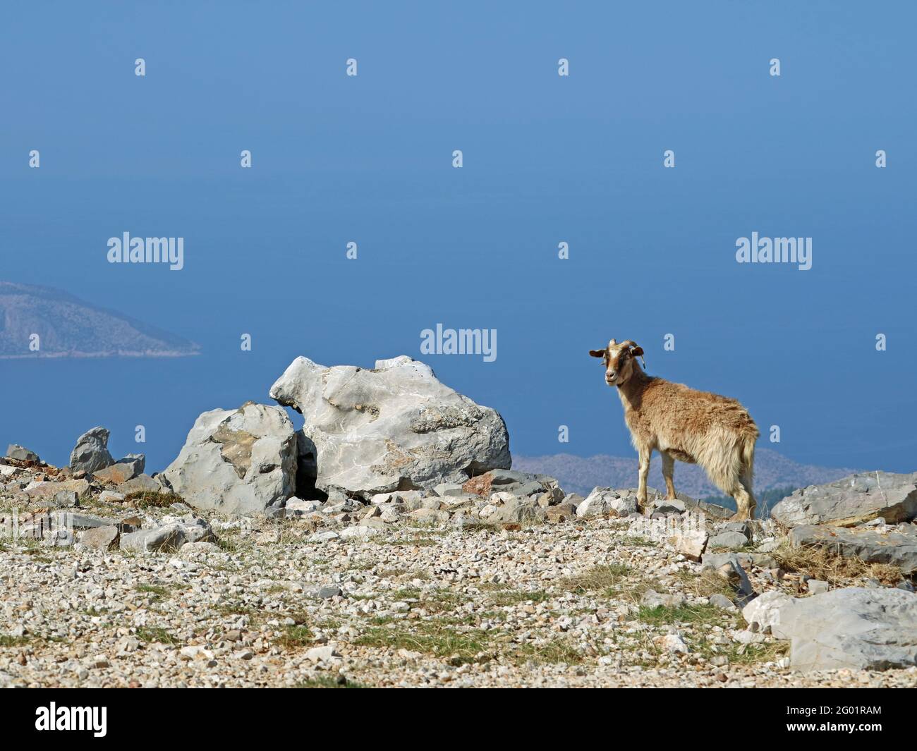 griechische Ziege grasen auf einem Felsen mit dem Meer und blick auf die inseln in rhodos Stockfoto